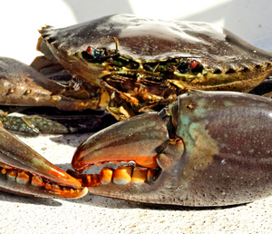 Day 6:Gold Coast-Catch a Crab Tropical Fruit World