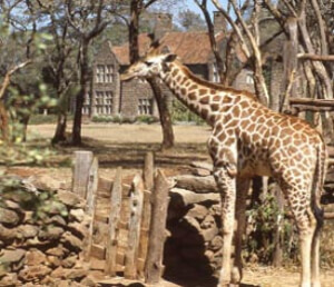 Day 01: UAE - Nairobi, Kenya (Giraffe Center)