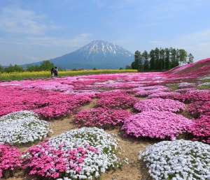 Day 3:Sapporo – Niseko