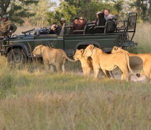 Day 7: Optional Tour : Pilanesberg with 3 hour game drive